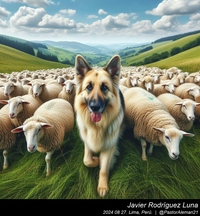 german_shepherd_sheep_015_20240827.jpeg