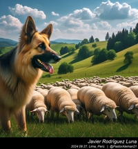 german_shepherd_sheep_016_20240827.jpeg