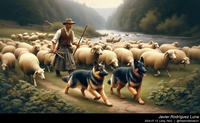 german_shepherd_sheep_052_20240713.jpeg