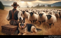 german_shepherd_sheep_066_20240713.jpeg