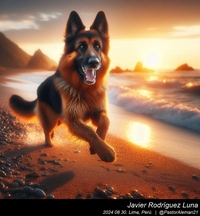 german_shepherd_at_the_beach_001_20240830.jpeg