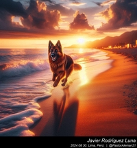 german_shepherd_at_the_beach_002_20240830.jpeg