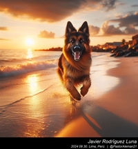 german_shepherd_at_the_beach_003_20240830.jpeg