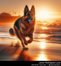 german_shepherd_at_the_beach_004_20240830.jpeg