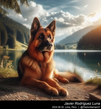 german_shepherd_at_the_lake_004_20240830.jpeg