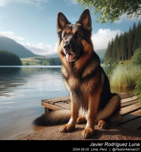 german_shepherd_at_the_lake_005_20240902.jpg