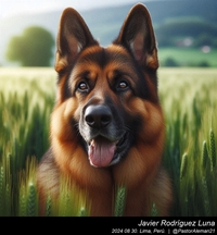 german_shepherd_in_the_countryside_007_20240830.jpeg