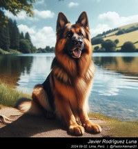 german_shepherd_in_the_countryside_009_20240902.jpg