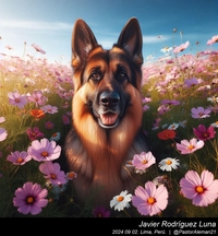 german_shepherd_in_the_countryside_010_20240902.jpg