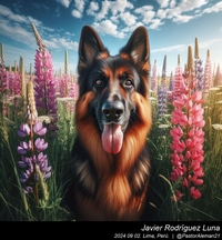 german_shepherd_in_the_countryside_012_20240902.jpg