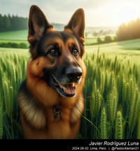 german_shepherd_in_the_countryside_015_20240902.jpg