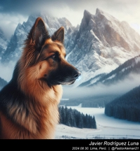 german_shepherd_in_the_mountains_004_20240830.jpeg