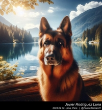 german_shepherd_in_the_mountains_005_20240902.jpg