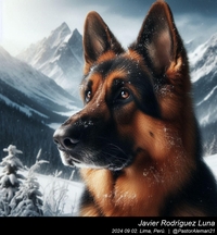 german_shepherd_in_the_mountains_006_20240902.jpg