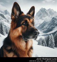 german_shepherd_in_the_mountains_007_20240902.jpg