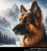 german_shepherd_in_the_mountains_008_20240902.jpg