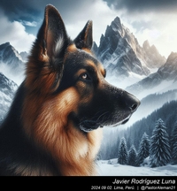 german_shepherd_in_the_mountains_009_20240902.jpg