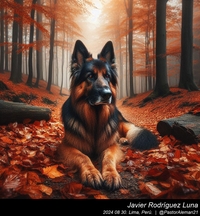 german_shepherd_in_the_woods_001_20240830.jpeg