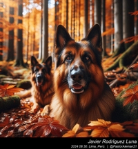 german_shepherd_in_the_woods_002_20240830.jpeg