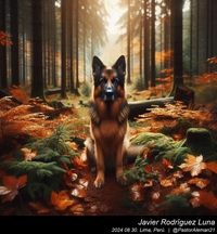 german_shepherd_in_the_woods_003_20240830.jpeg