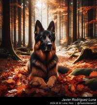 german_shepherd_in_the_woods_004_20240830.jpeg