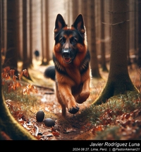 german_shepherd_in_the_woods_007_20240827.jpeg