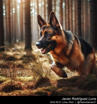 german_shepherd_in_the_woods_010_20240827.jpeg