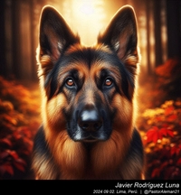 german_shepherd_in_the_woods_011_20240902.jpg