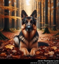 german_shepherd_in_the_woods_013_20240902.jpg