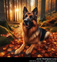 german_shepherd_in_the_woods_014_20240902.jpg