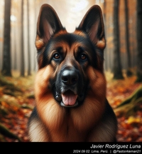 german_shepherd_in_the_woods_016_20240902.jpg