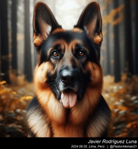 german_shepherd_in_the_city_003_20240902.jpg