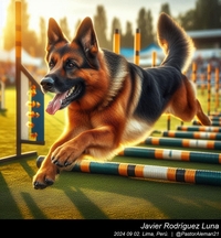 german_shepherd_sports_001_20240902.jpeg