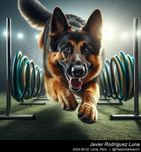 german_shepherd_sports_002_20240902.jpeg