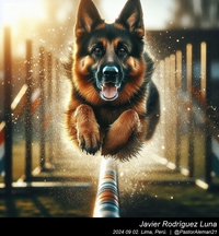 german_shepherd_sports_003_20240902.jpeg