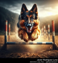 german_shepherd_sports_004_20240902.jpeg