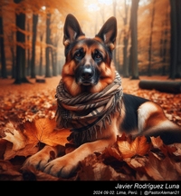 german_shepherd_too_much_005_20240902.jpg